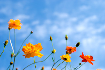 キバナコスモスの花と空