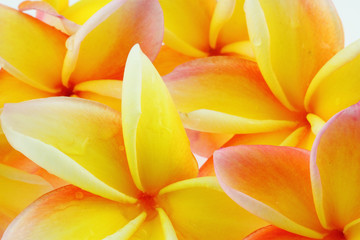 Obraz na płótnie Canvas fleurs orange de frangipanier