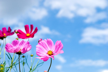 ピンクのコスモスの花と空