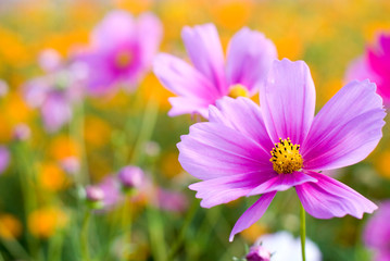 Fototapeta premium ピンクのコスモスの花