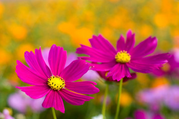 Fototapeta premium ピンクのコスモスの花