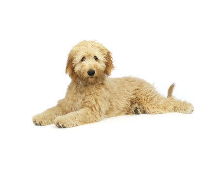 labradudel