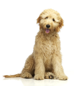 labradudel sitzend