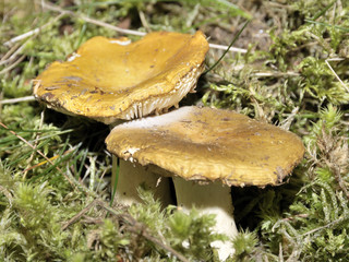 champignon russule