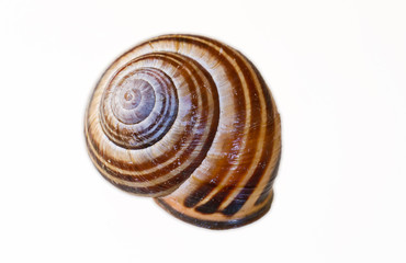 Snail Shell