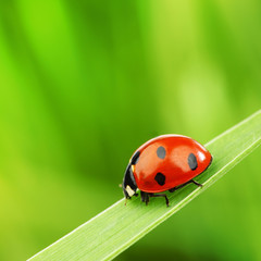ladybug on grass