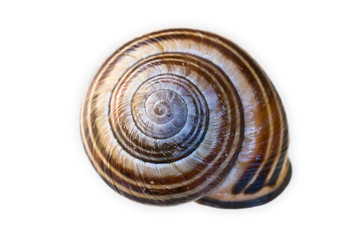 Snail Shell