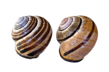 Snail Shells