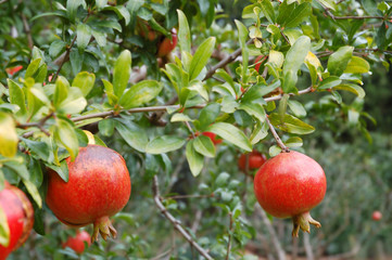Pomegranate fruit