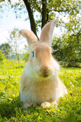 Cute Rabbit Sitting on the Grass