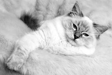 kitty