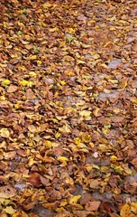 tappeto di foglie-autunno
