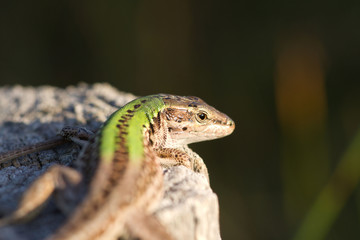 lezard au soleil
