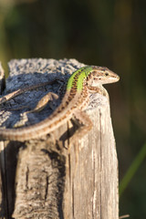 lezard au soleil