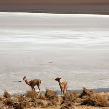 vigogne nelsalar di uyuni in bolivia