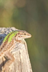 lezard au soleil