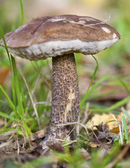 Mushroom in fall