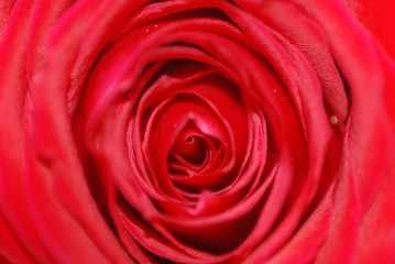 AMANTES, ENAMORADOS, REGALAR, AFECTO, BELLEZA