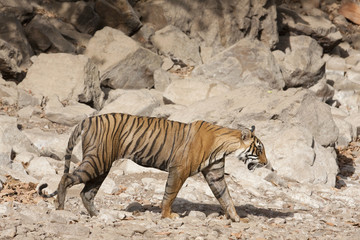 Obraz na płótnie Canvas Young bengal tiger in the hot Ranthambhore park