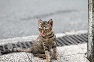 Obraz premium 舌なめずりする子猫