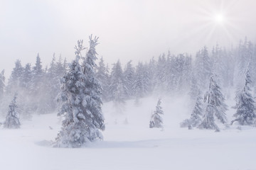 snowstorm in the Carpathian mountains - obrazy, fototapety, plakaty