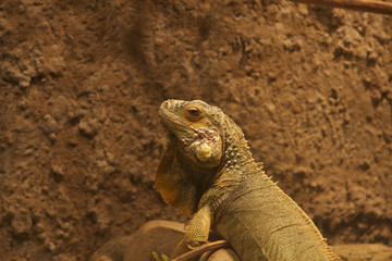Chameleon lizard