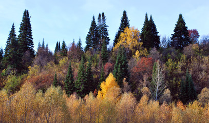 Bright autumn forest