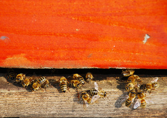 Bienen