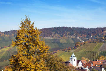 Obraz premium Weinberg Rotenberg