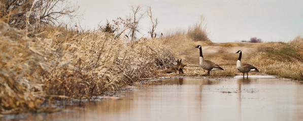 Canada Geese crossing a Flooded Road