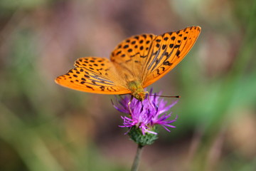 papillon