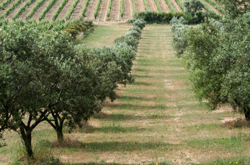 Alignement d'Oliviers