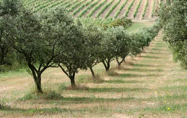 Fototapete Olivenbaum Feld mit Olivenbäumen