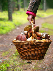 Basket with mushrooms in girl hand