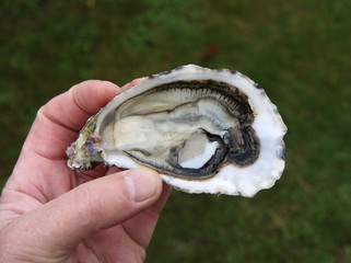 deguster une huitre