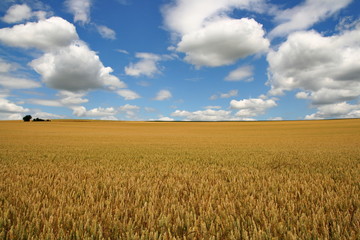 champs de blé