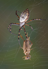 Spider and cricket in web