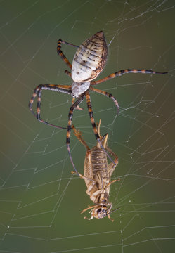 Spider and cricket in web