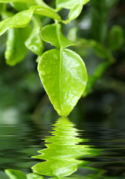 feuille de citrus hystrix, combava