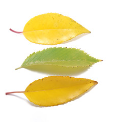 Naklejka premium Leaves on a white background