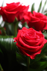 red roses