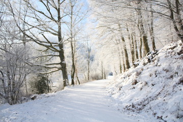 Obraz premium Winterwald 2