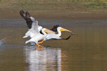 Fototapeta na wymiar Stado pelikanów