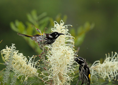 New Holland Honeyeater