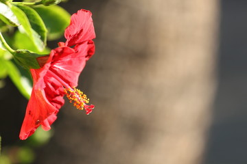 Hibiskus © kruffka