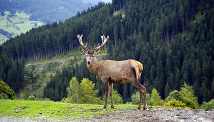Hirsch