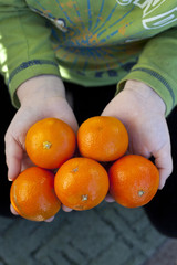 Świeże mandarynki na dłoniach dziecka