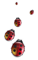 Coccinelles