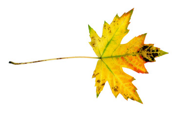 Ahornblatt im Herbst, Acer platanoides, Blattoberseite