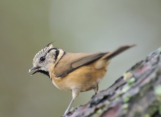 Parus cristatus